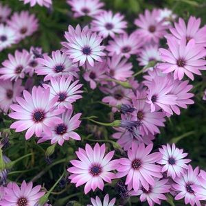 Meet your Posher, Karina